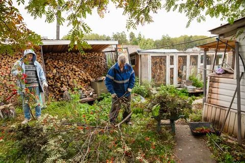Two men clearing cut tree branches in backyard. People working together Foto stock