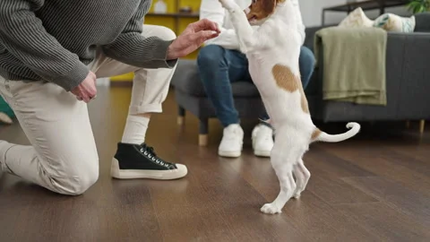 Two men couple training dog at home Stock Footage 242346993