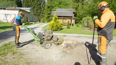 Two men cutting the tree stump in the ground Stock Footage 138609292