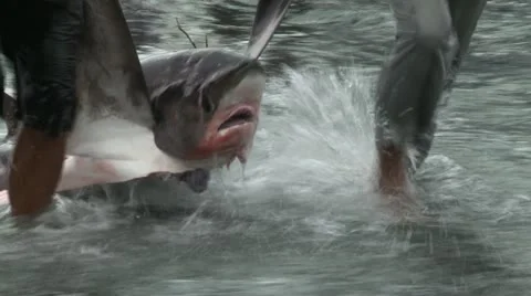 Two men drag a shark carcass - shark finning, Indonesia Video stock 12015820