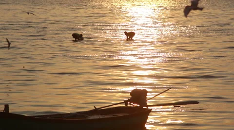 Two men gathering shellfish in sea with reflected setting sun &amp; boat 스톡 동영상 49041106