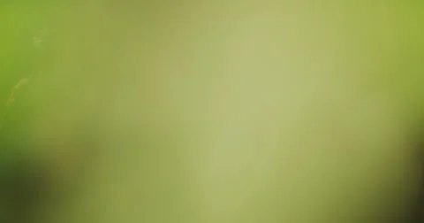 Two men hiking through stream in slow motion in the forest Stock Footage 64324821