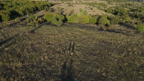 Two men hunters walk in the field in summer sunny day watching nature terrain Stock Footage 220897961