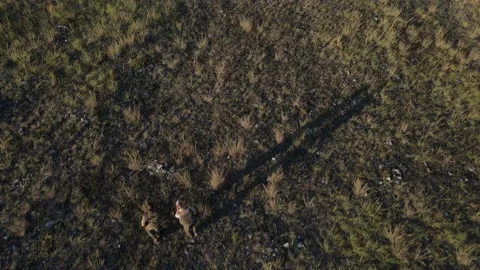 Two men hunters walk in the field in summer sunny day watching nature terrain Stock Footage 220898532