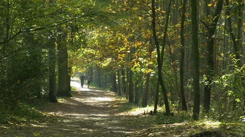 Two men jogging in a forest Stock Footage 32257417