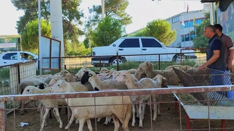 Two men that look at the flock of sheep Stock Footage 196844167
