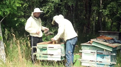 Two men looking for for apiary in the summer Stock Footage 53468957