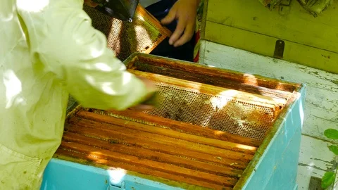 Two men open a bee hive and take out a honeycomb Stock-Footage 123579875