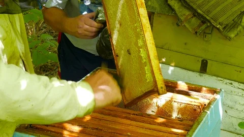 Two men open a bee hive, one of them smokes a hive 스톡 동영상 123579960