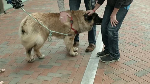 Two Men Patting A Large Cuddly Mountain Dog On A Leash 库存影片 76835341