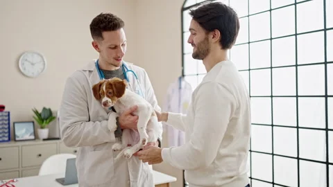 Two men petting dog shake hands at veterinary clinic Video stock 242349555