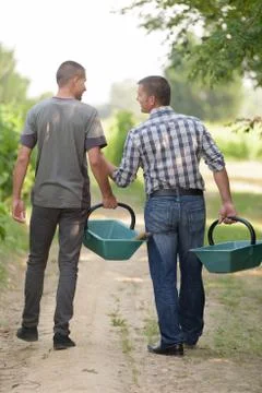 Two men picking vine grapes Foto stock