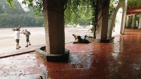 Two men practicing box at a Parque Mexico, Mexico City, Mexico - July 9, 2026 Stock Footage 341901953