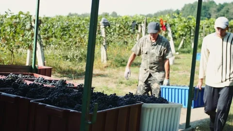Two men putting boxes of grapes in the car. Stock Footage 131971557