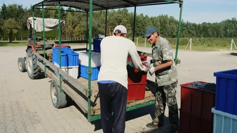 Two men putting boxes of grapes in the car. Stock-Footage 131971730