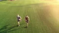 The two men running on the grass in a beautiful park on the sunny background 4k or 4k+ Resolution