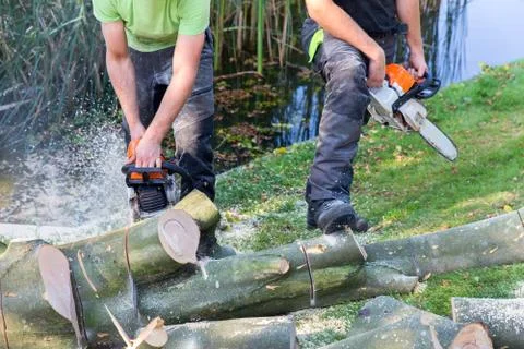 Two men sawing beech tree with chain saw Stock Photos