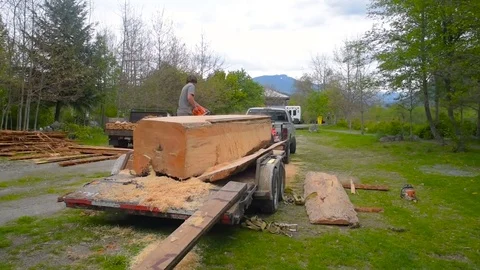 Two men sawing a tree in mountains in Canada Stock Footage 82730969