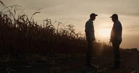 Two men shake hands against the background of a field of corn. Silhouettes at Stock Footage 154603302