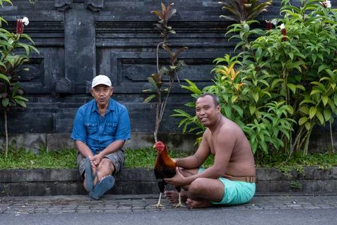 Two Men Sit With Rooster in Ubud Stock Photos