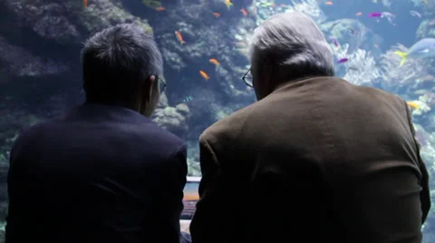 Two men sits together and looks at the ipad in front on Aquarium Stock Footage 36165634