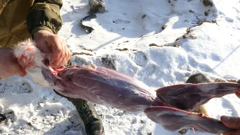 Two men skin the hare, cutting the skin with a knife Stock Footage 123575266