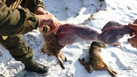 Two men skinning a hare 스톡 동영상 123575396