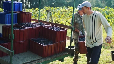 Two men sorting grapes during harvest in Erbusco vineyard Video stock 342022533