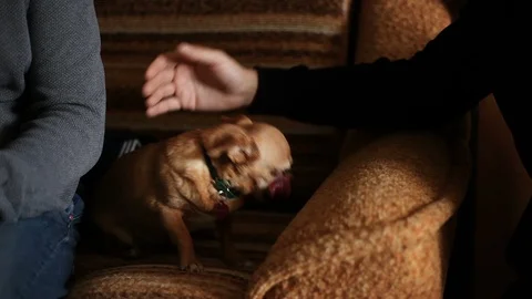 Two men stroking a small dog sitting on the sofa close up Stock Footage 114366070