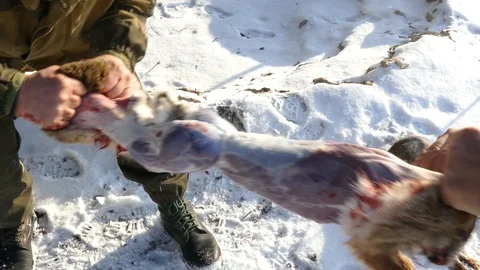 Two men tear the skin from a hare Stock Footage 123575327