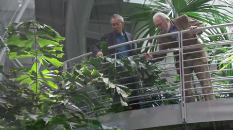 Two men upon the bridge in a Botanical garden and looking at plants Stock Footage 36161741