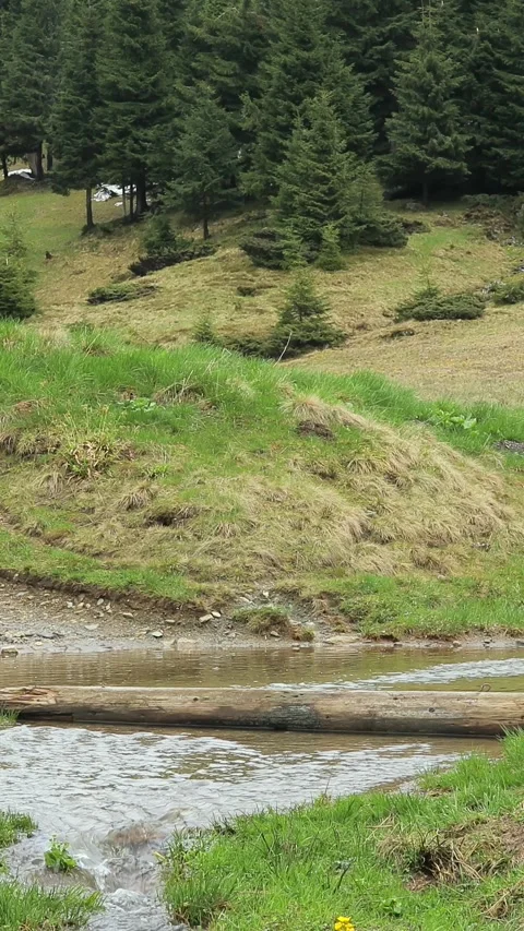 Two Men Wading Across a Stream in the Ukrainian Carpathians During Early Spri Video stock 294348486