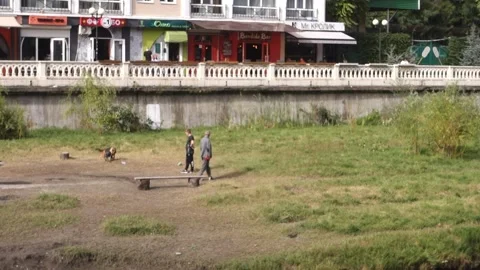 Two men walk their dogs. German Shepherd holds a stick in his teeth. Stock Footage 240795875