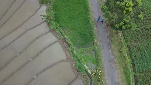 Two Men Walking Around in Rice Field Area Stock Footage 236072289