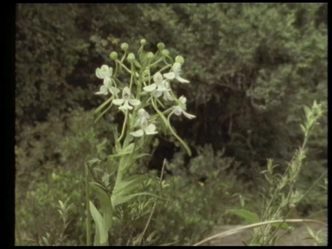 Two men walking on bridge in rainforest and talking, 1990 Stock Footage 136672631