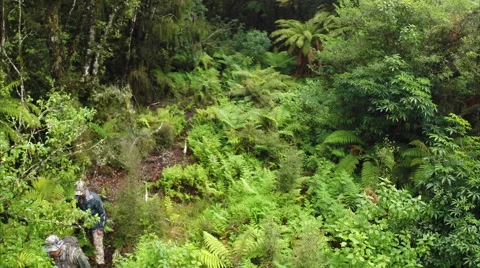 Two men walking through ferns and bush, aerial shot from above and ahead. Stock Footage 50013979
