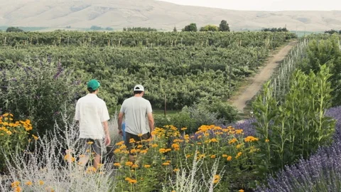 Two Men Walking In a Vineyard Stock Footage 97201574