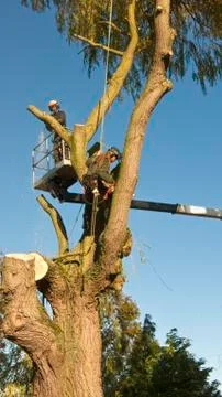 Two men work on a willow tree. Stock Photos