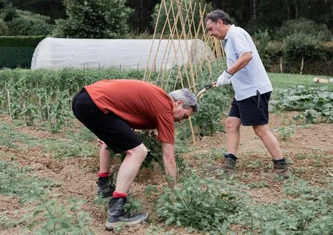 Two men working together in a vegetable garden Foto stock