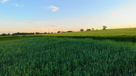 Two mens going near fields of oat or wheat Stock Footage 113683890