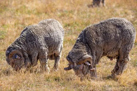 Two merino rams Stock Photos