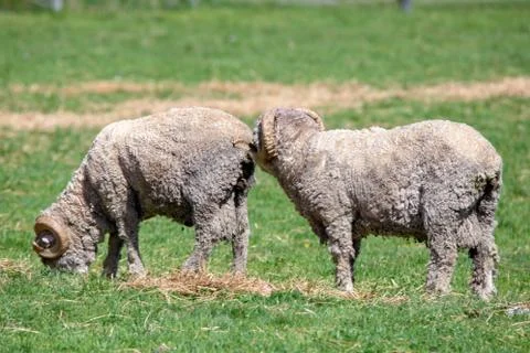 Two merino rams Stock Photos