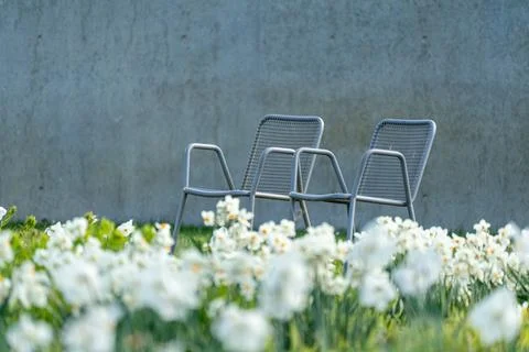 Two metal chairs face a soft, white flower field Stock Photos