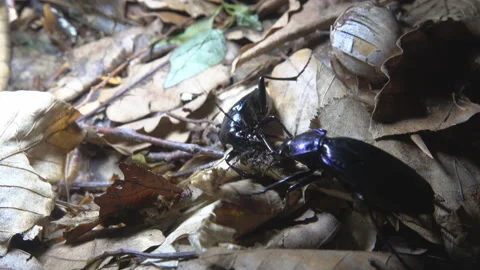 Two metallic-blue beetle, rip found the larva Stock Footage 115935189