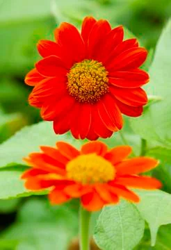 Two Mexican sunflowers like reflection image Stock Photos