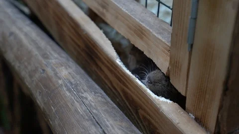 Two mice are trying to get out of the wooden cage Stock Footage 104702384