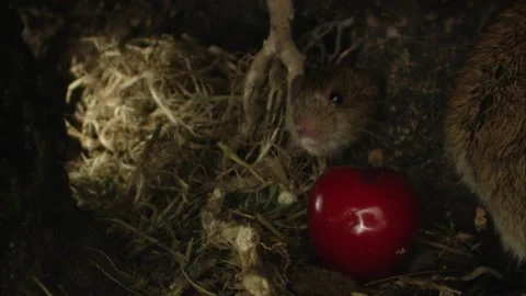 Two mice with cherry inside underground burrow Stock Footage 309518093