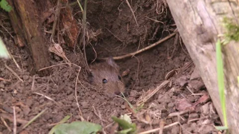 Two mice come out of the mouse hole Stock Footage 282892684