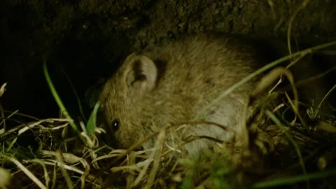 Two mice eating a flower in their underground burrow  Stock Footage 309518216
