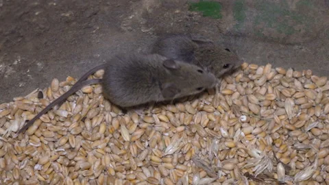 Two mice Stock Footage 130672851